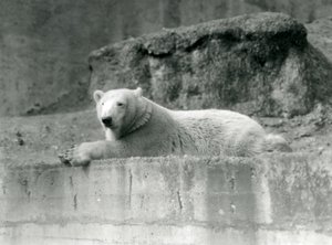 A young Polar Bear rests on a rocky ledge in its enclosure at London Zoo in 1927 by Frederick William Bond