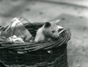 A Young Albino Opossum Peering Out of a Basket at London Zoo, October 1920 by Frederick William Bond