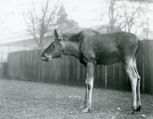 A young bull Elk with wounds of recently shed antlers, standing in his paddock at London Zoo by Frederick William Bond