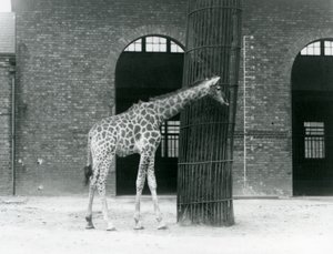 A Young Female Giraffe Standing in Front of a Tree, in the Paddock Outside the Giraffe House, London Zoo by Frederick William Bond