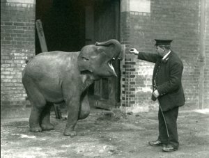 A Young Female Indian Elephant with Keeper H. Robertson, London Zoo