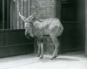 A Young Male Greater Kudu Standing in His Enclosure at London Zoo in 1929