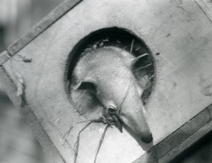 Young Tamandua at London Zoo, April 1925 by Frederick William Bond