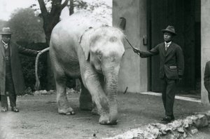 Albino White Burmese Elephant Pawah with attendants including Dr. Saw Po Min, London Zoo, May 1926