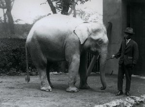 Albino White Elephant Pawah with Dr. Saw Po Min, London Zoo, May 1926