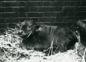 An African Cape Buffalo calf, born in the menagerie on the 8th February 1927, lying in straw, London Zoo, February 1927 by Frederick William Bond