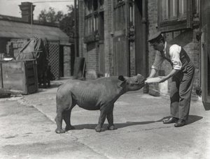 An African Rhinoceros, Kathlene, and Keeper Harry Warryck at ZSL London Zoo, September 1928