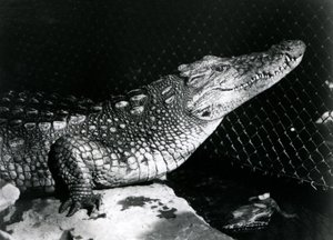 An American Alligator at London Zoo in September 1924