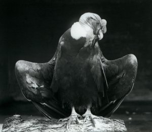 An Andean Condor Resting on a Log, London Zoo, 1925