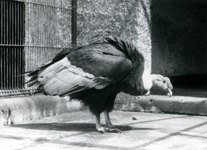 An Andean Vulture standing on the floor of its enclosure at London Zoo in July 1925