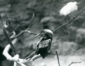 An Anhinga (American Darter, Snakebird, Water Turkey) Sitting on a Branch at London Zoo, September 1927