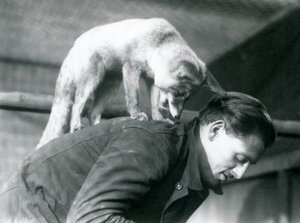An Arabian Red Fox looks over the shoulder of keeper F. Shelley, while standing on his back, as he bends over, London Zoo, 1925 by Frederick William Bond