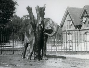 An Asian Elephant scratching behind its ear on the scratching post, in its enclosure, London Zoo