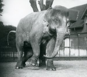 An Asian Elephant scratching itself against a dead tree, London Zoo