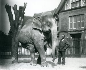 An Asian Elephant scratching itself against a dead tree, while balancing on three legs, with its trainer, Syed Ali, looking on, London Zoo