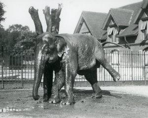 An Asian Elephant scratching itself against a dead tree, while balancing on three legs, London Zoo by Frederick William Bond