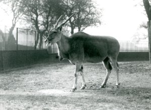 An Eland in its paddock at London Zoo in June 1925