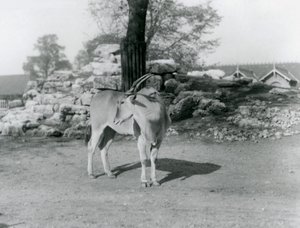 An Eland standing in its paddock at London Zoo in 1929