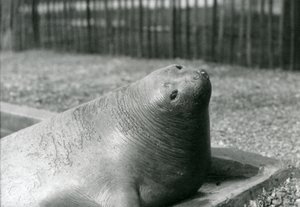 An Elephant Seal Resting in Its Pool at London Zoo in 1930 by Frederick William Bond
