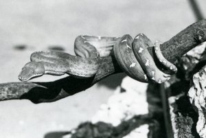 An Emerald Tree Boa with its body coiled along a branch, London Zoo, October 1928 by Frederick William Bond