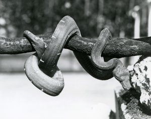 An Emerald Tree Boa with its body coiled along a horizontal branch, looking down towards the ground, London Zoo, October 1928 by Frederick William Bond