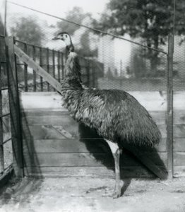 An Emu at London Zoo