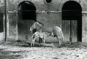 An Endangered Grevy