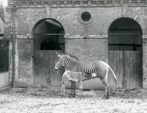 An Endangered Grevy