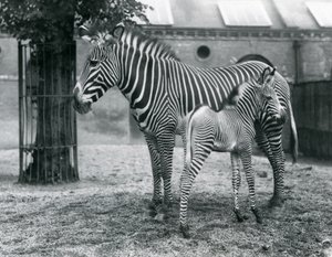 An Endangered Grevy