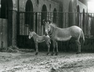 An Endangered Grevy