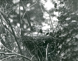 An Ibis sitting on its nest at London Zoo
