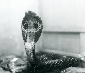 Indian Spectacled Asian Binocellate Cobra with Raised Head and Flared Hood, London Zoo, October 1925 by Frederick William Bond