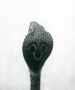 Indian Spectacled Asian Binocellate Cobra with Raised Head and Flared Hood, London Zoo, October 1925 by Frederick William Bond