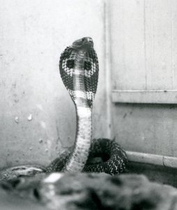 Indian Spectacled Asian Binocellate Cobra with Raised Head and Flared Hood, London Zoo, October 1925 by Frederick William Bond