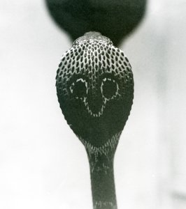 Indian Spectacled Asian Binocellate Cobra with Raised Head and Flared Hood, London Zoo, October 1925 by Frederick William Bond