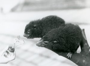 An Adult and Young Western Tree Hyrax Sitting on a Branch and Leaning Over to a Carrot Top Being Held for Them to Eat, London Zoo