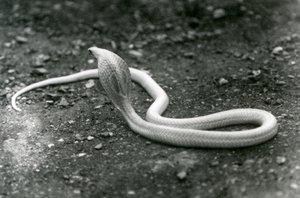 An Albino Indian Spectacled Asian Binocellate Cobra with Its Head Raised and Hood Spread, London Zoo, September 1924 by Frederick William Bond
