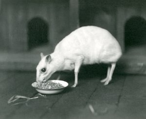 An Albino Javan Chevrotain (Java Mouse-Deer) Eating from a Bowl at London Zoo, 1926 by Frederick William Bond