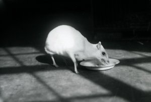 An albino chevrotain eating from a dish, London Zoo, December 1926 by Frederick William Bond