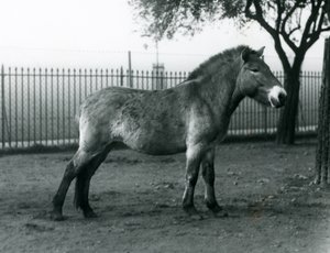 An Endangered Przewalski