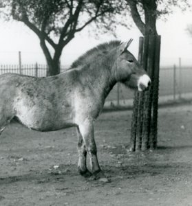An Endangered Przewalski