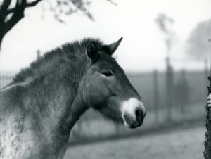 An Endangered Przewalski