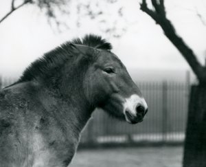 An Endangered Przewalski