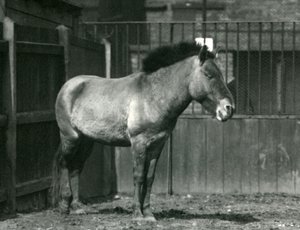 An endangered Przewalski