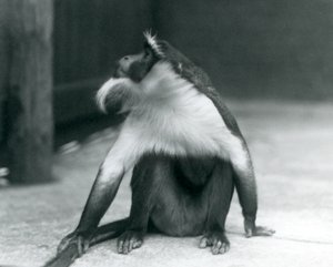An Endangered Roloway Monkey Sitting on the Ground, Looking Upwards, While Holding Its Tail, London Zoo, 1927