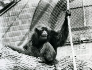 An endangered Siamang gibbon sitting on a log, holding a rope, London Zoo, 1927