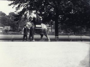 Asian Elephant 