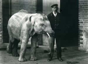 Baby Asian Elephant with Keeper Charles Eyles, London Zoo, November 1915