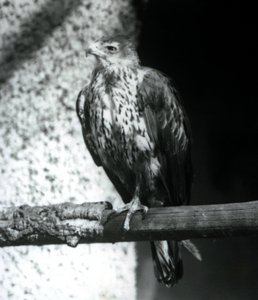 Bonelli