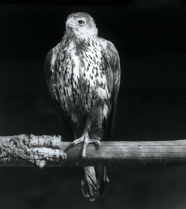 Bonelli